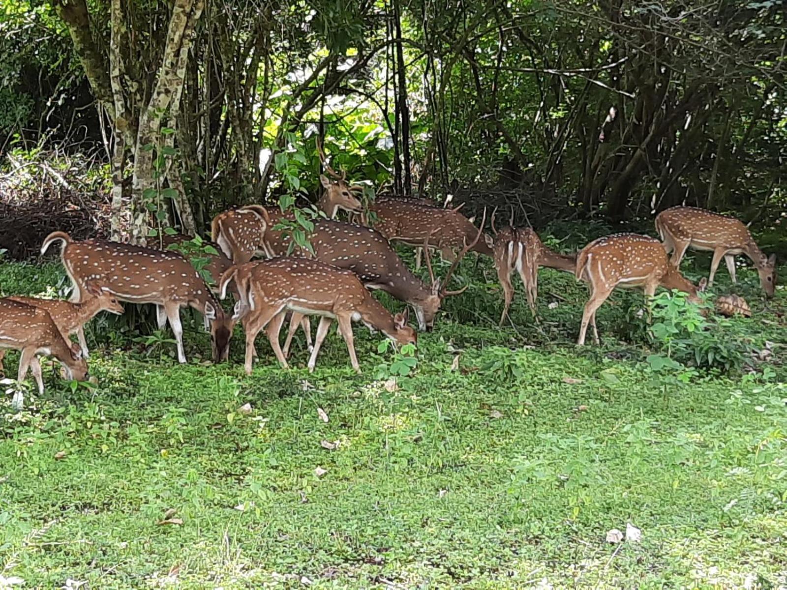 Minneriya Jeep Safari Habarana Buitenkant foto