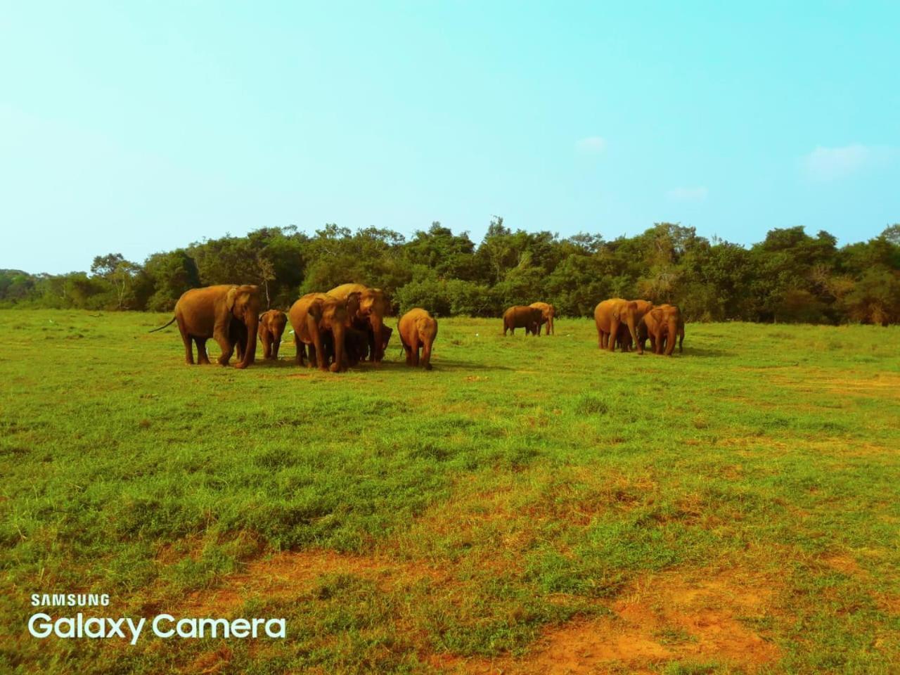 Minneriya Jeep Safari Habarana Buitenkant foto